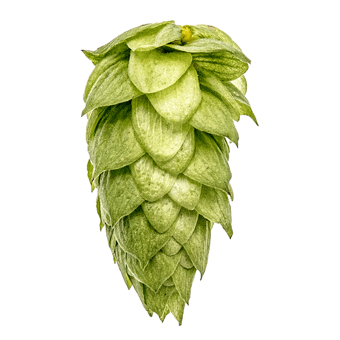 Photo of BRU-1™ Brand hop cones