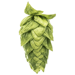 Photo of Cascade hop cones