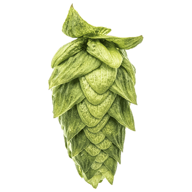 Photo of Cascade hop cones