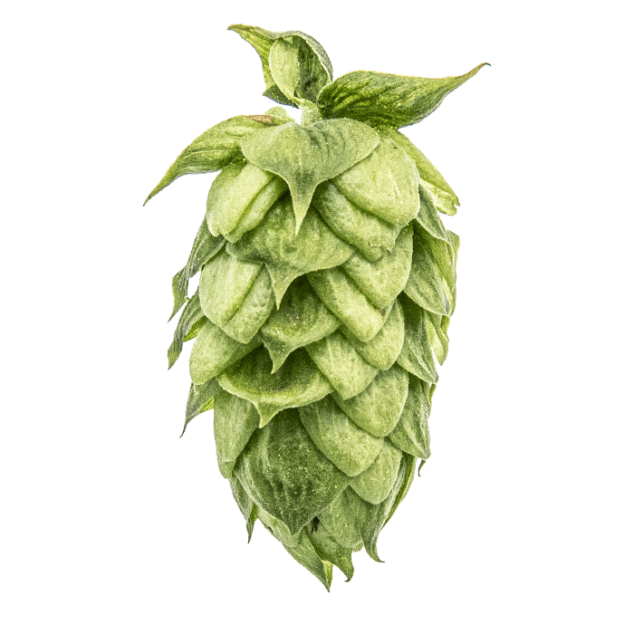 Photo of HBC 682 hop cones