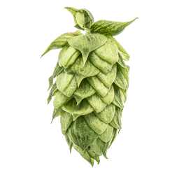 Photo of HBC 682 hop cones