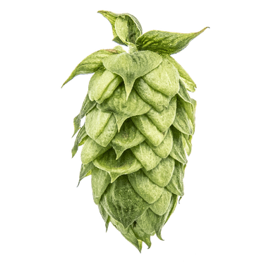 Photo of HBC 682 hop cones