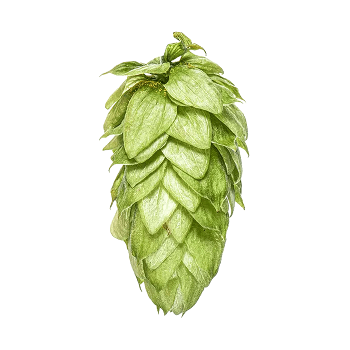 Photo of Motueka™ Brand - MacHops hop cones