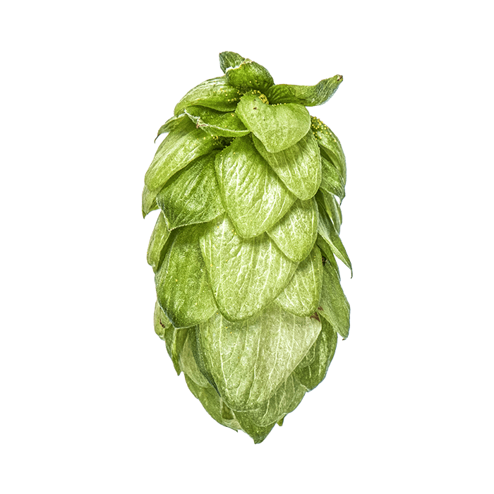 Photo of Pacifica™ Brand - NZ Hops hop cones