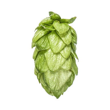 Photo of Pacifica™ Brand - NZ Hops hop cones