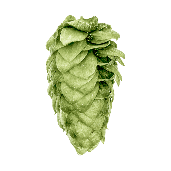Photo of Santiam hop cones