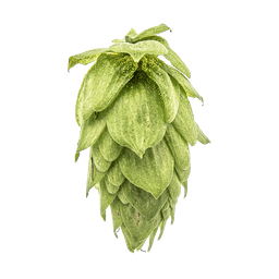 Photo of Sorachi Ace hop cones