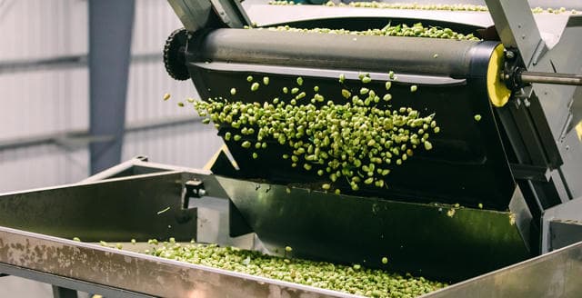 Cônes de houblon verts frais tombant d'une machine de traitement industrielle dans un bac métallique
