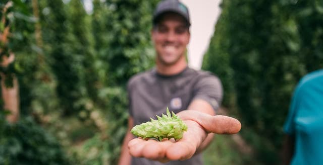 Producteur tenant un cône de houblon frais dans la paume de sa main dans un champ de houblon