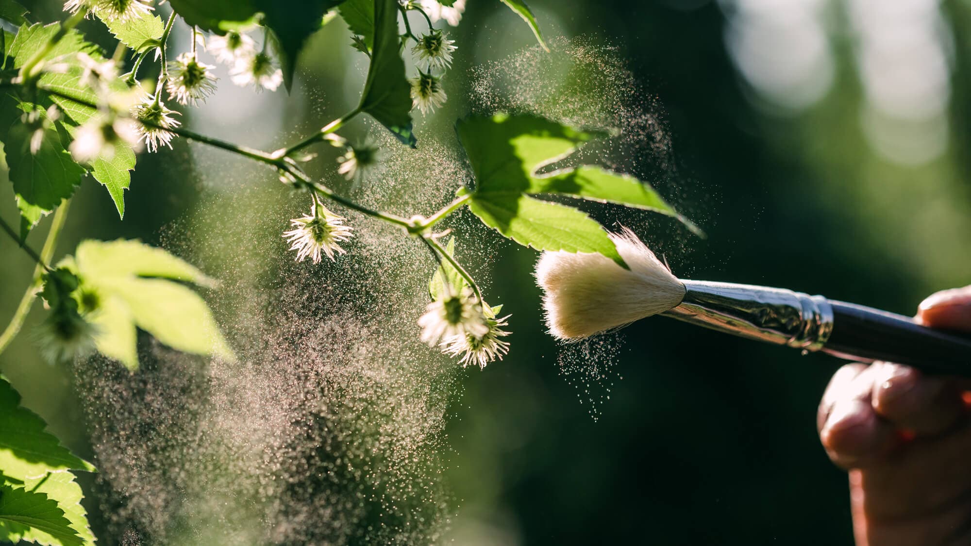 Hands holding a paint brush to apply pollen dust onto hop burr