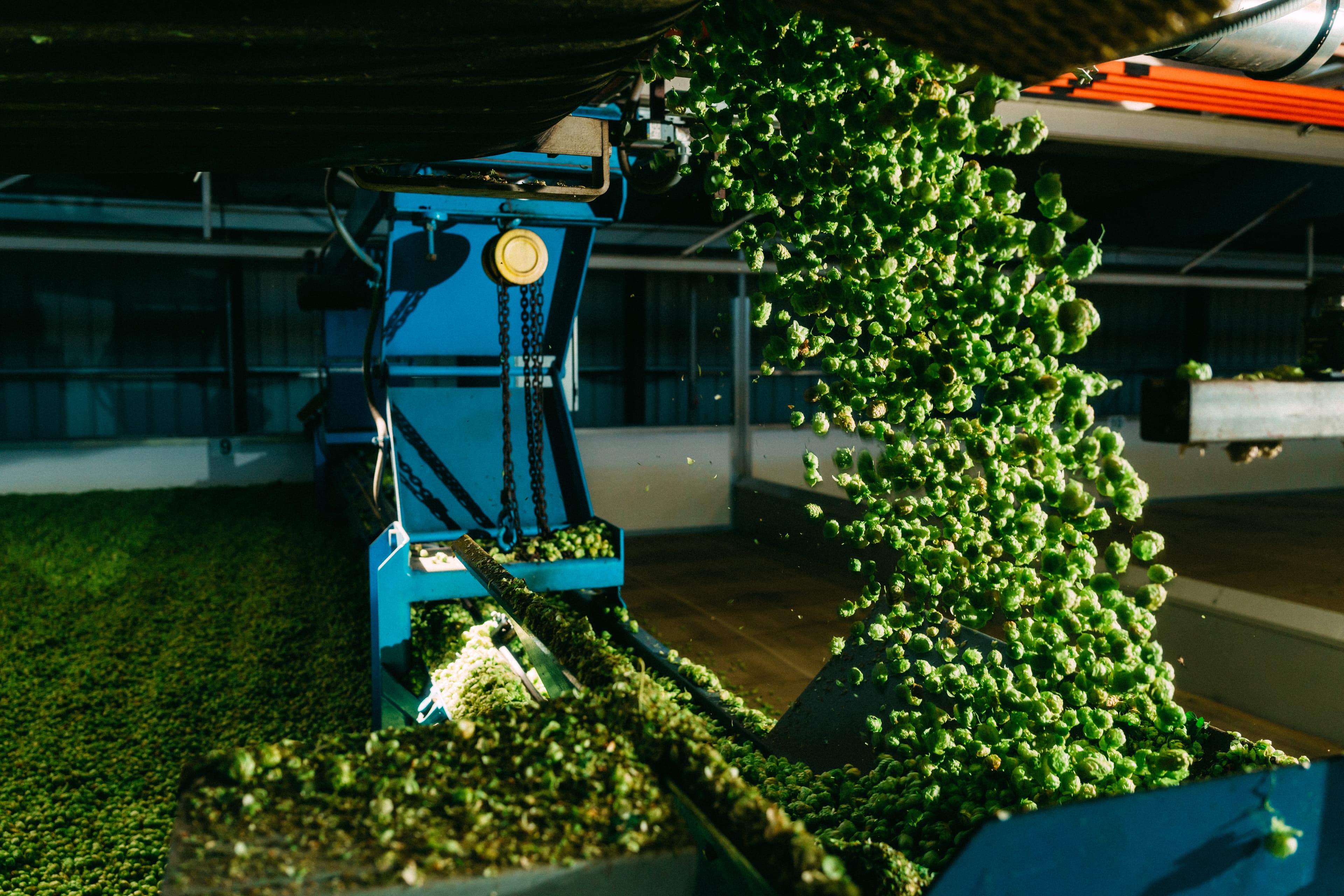 Green hop cones pouring off conveyor belt into kiln