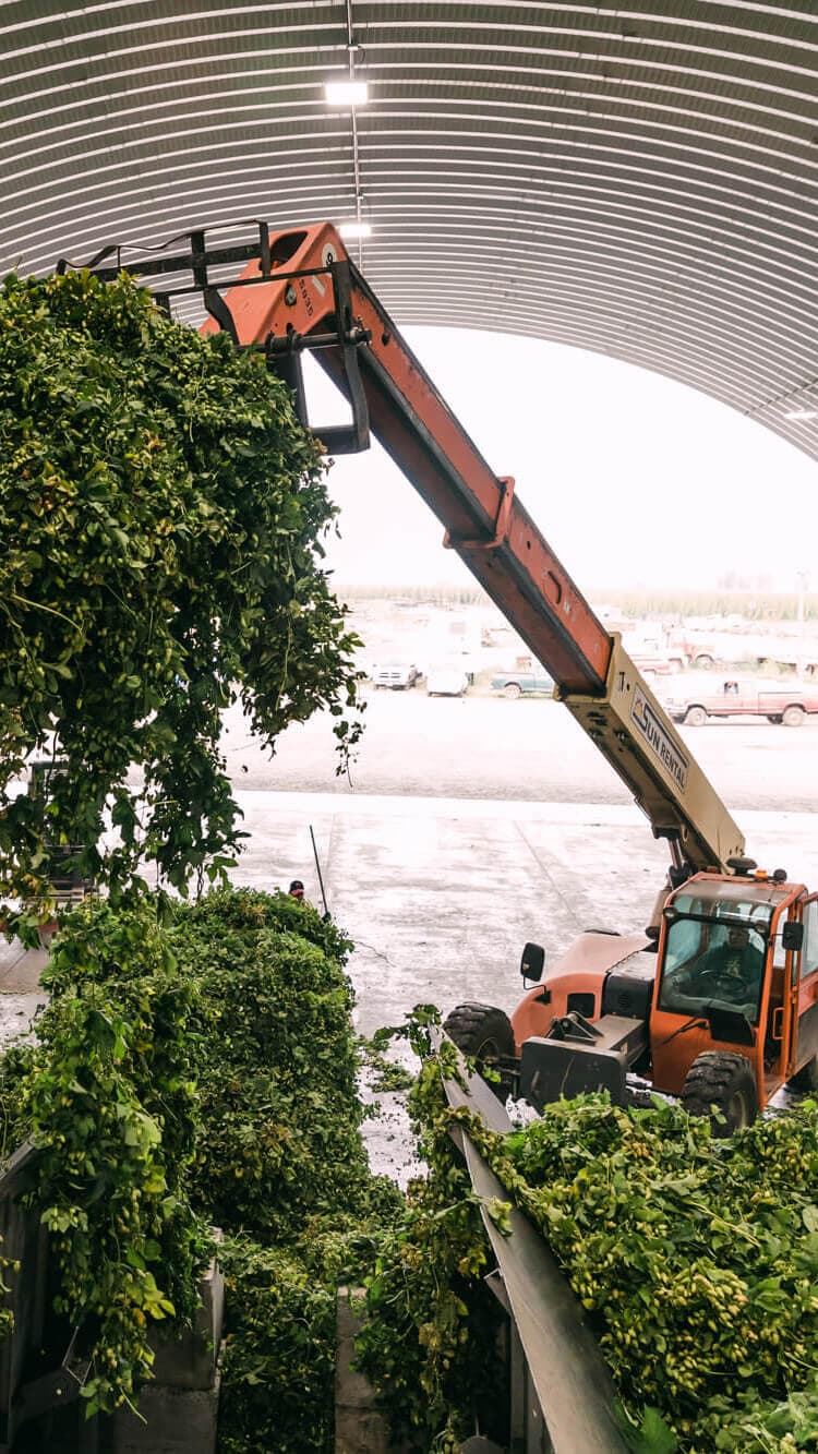 Image of a boom lifting hop bines into a picker