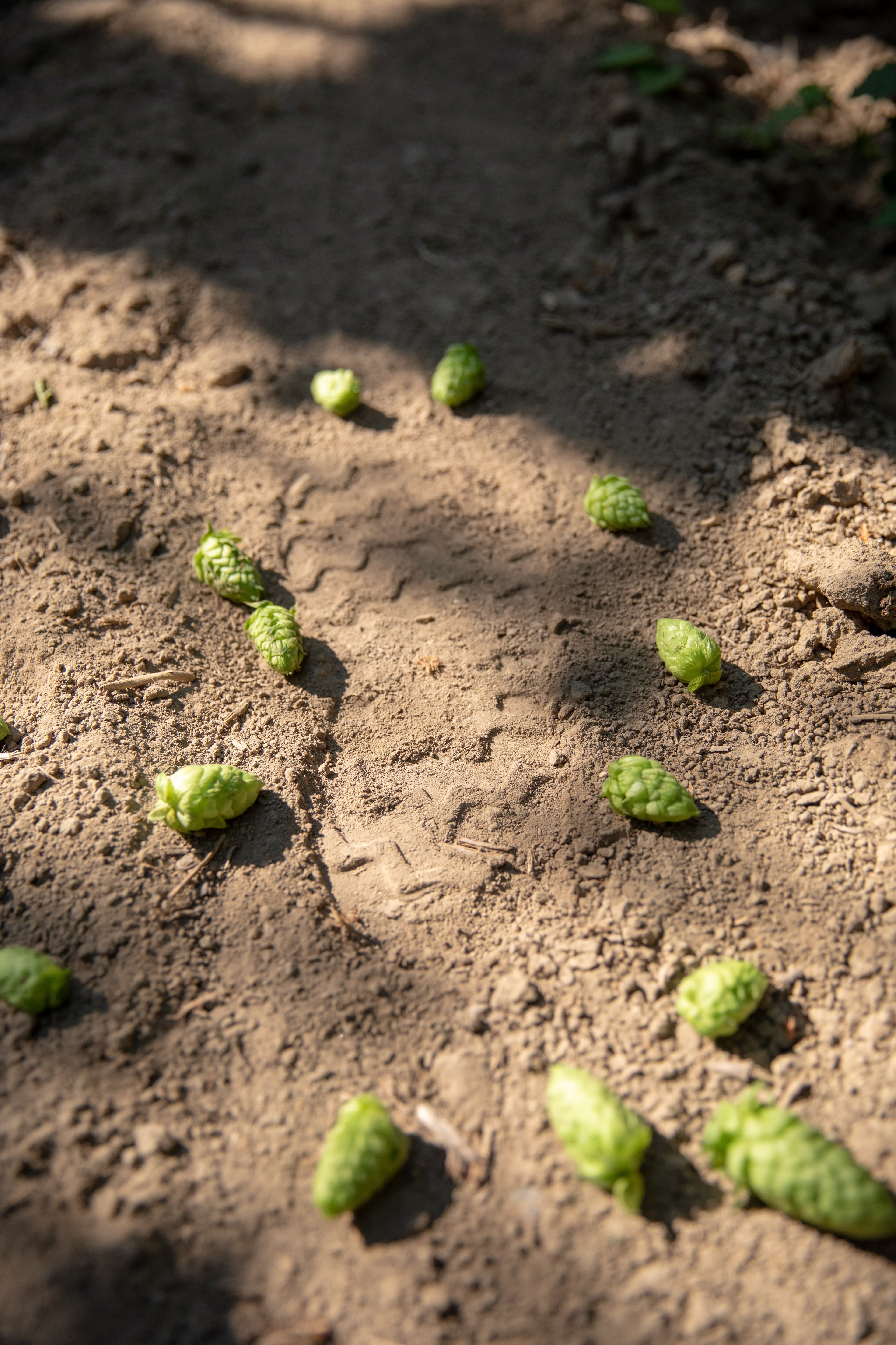 Boot print in dirt with scattered hop cones around it
