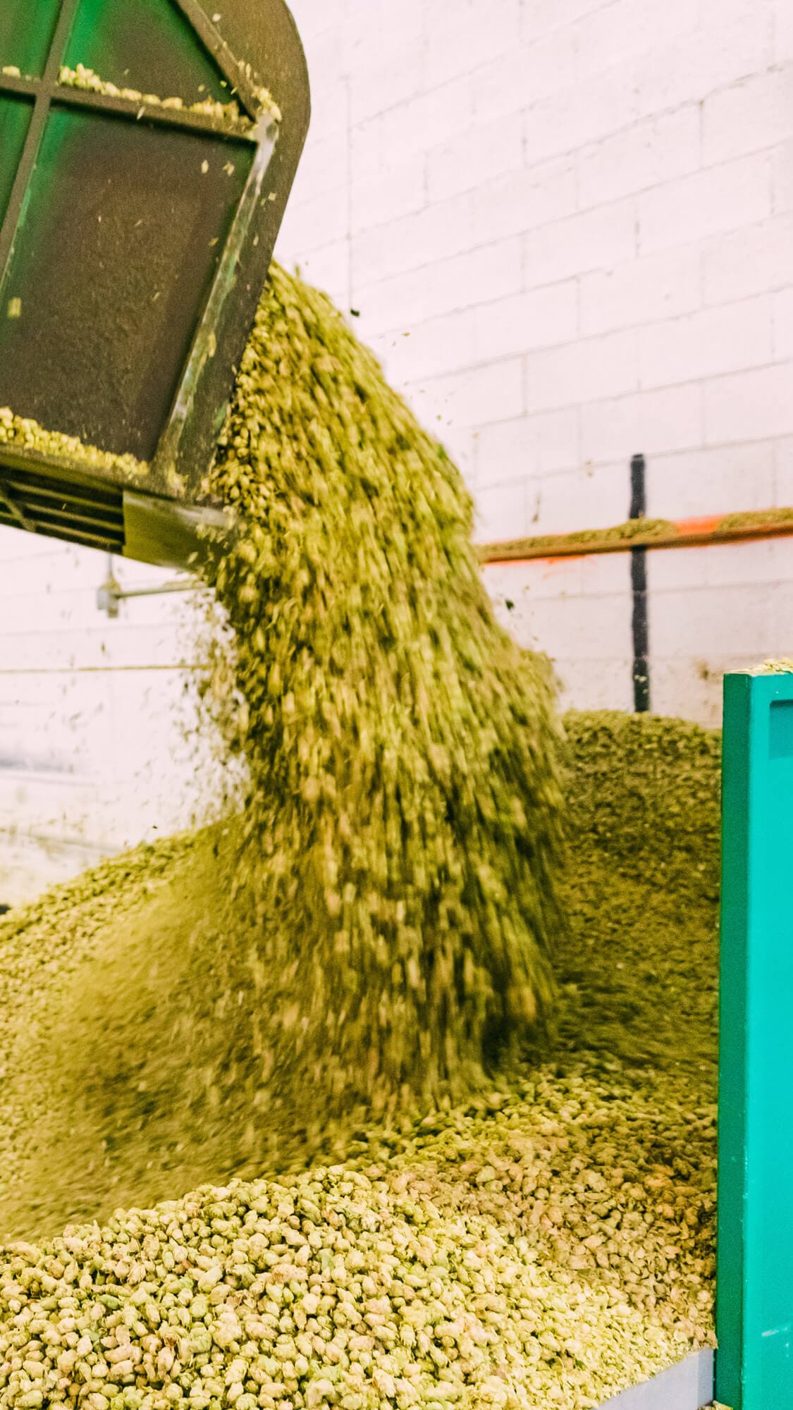 Image of hop cones being piled in a baling room