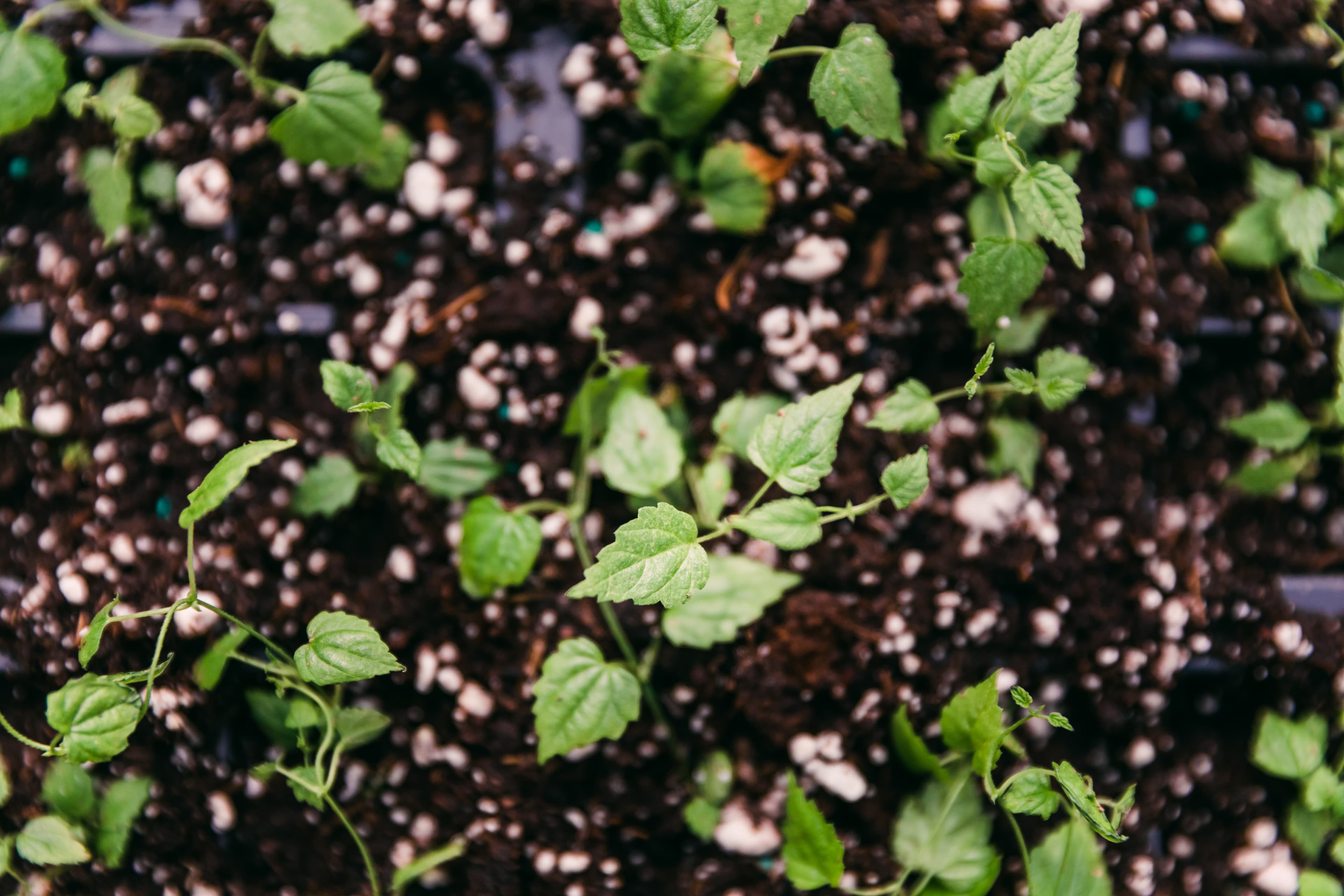 Des mains utilisent un pinceau pour ôter la poussière de cônes de houblon.