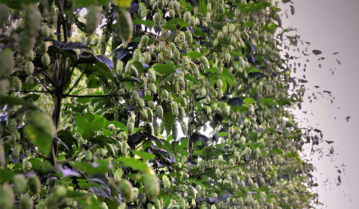 mur du champ de houblon