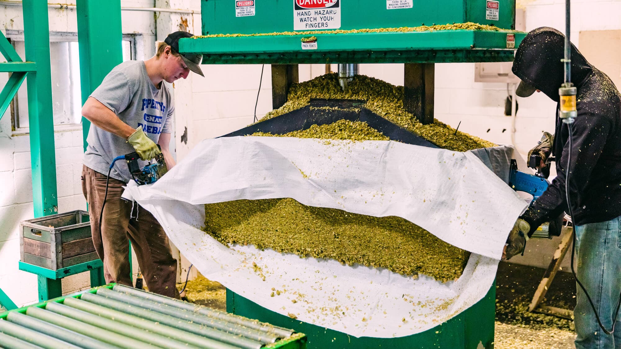 Image of kilned hops being pressed into bales