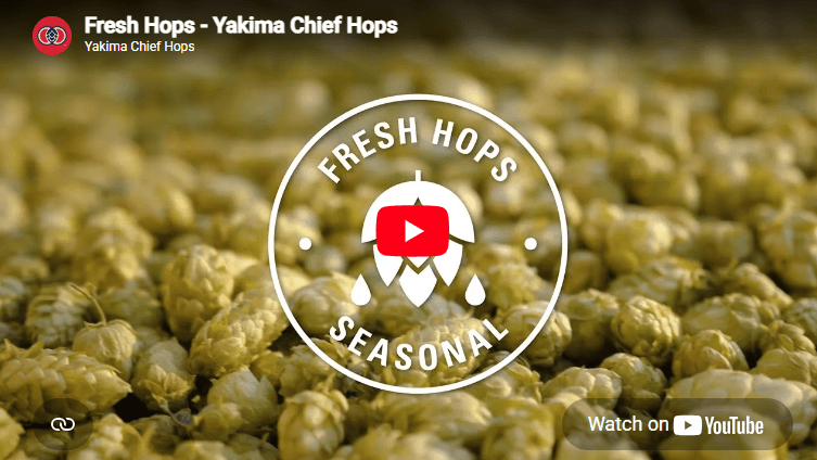 video thumbnail image of hop cones scattered around with Fresh Hops logo in the center
