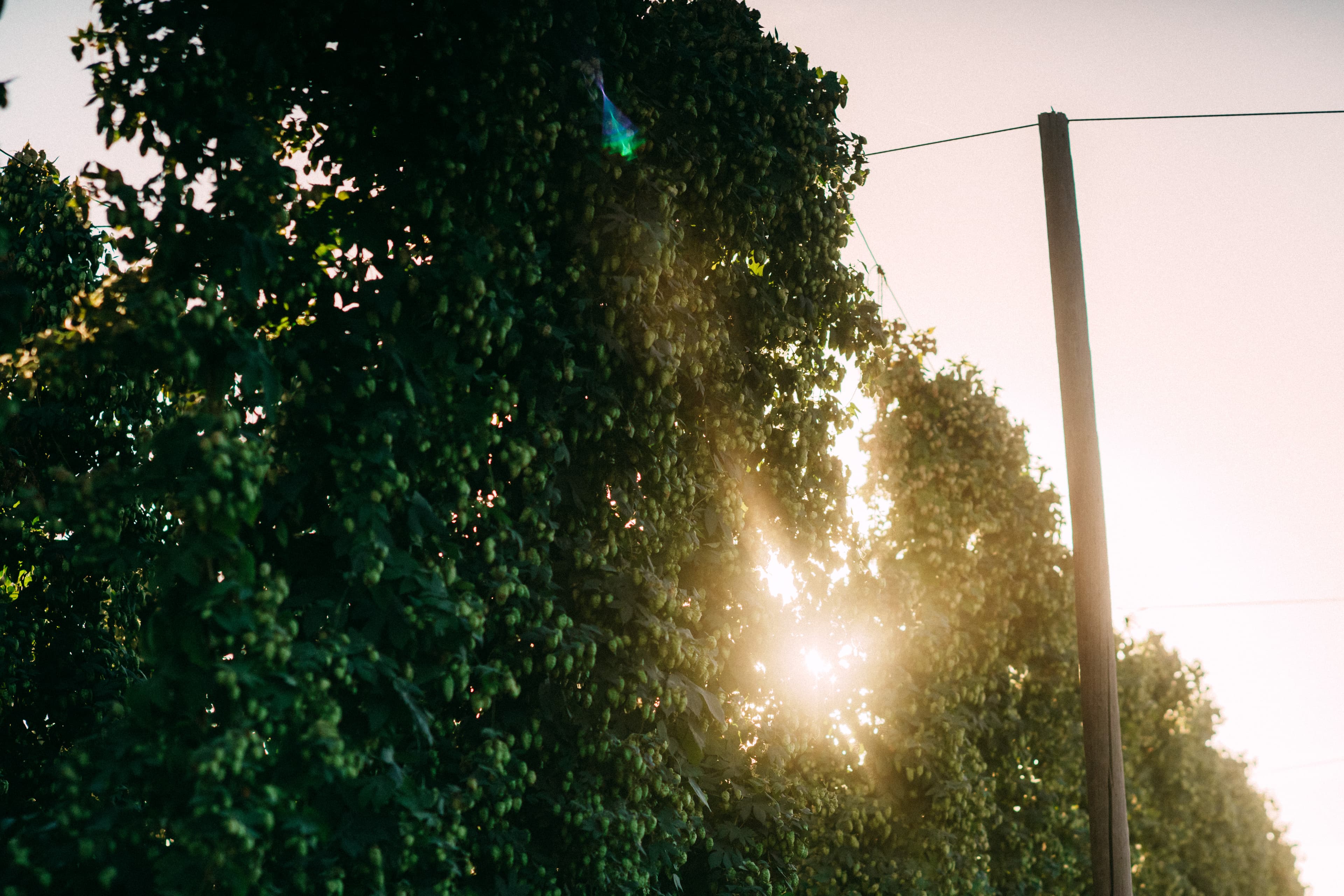 Éclat de soleil dans un treillis plein de lianes de houblon