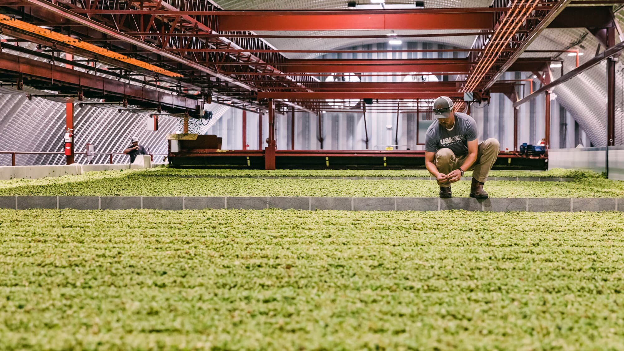 Image of Tyler Carpenter inspecting hops in a kiln