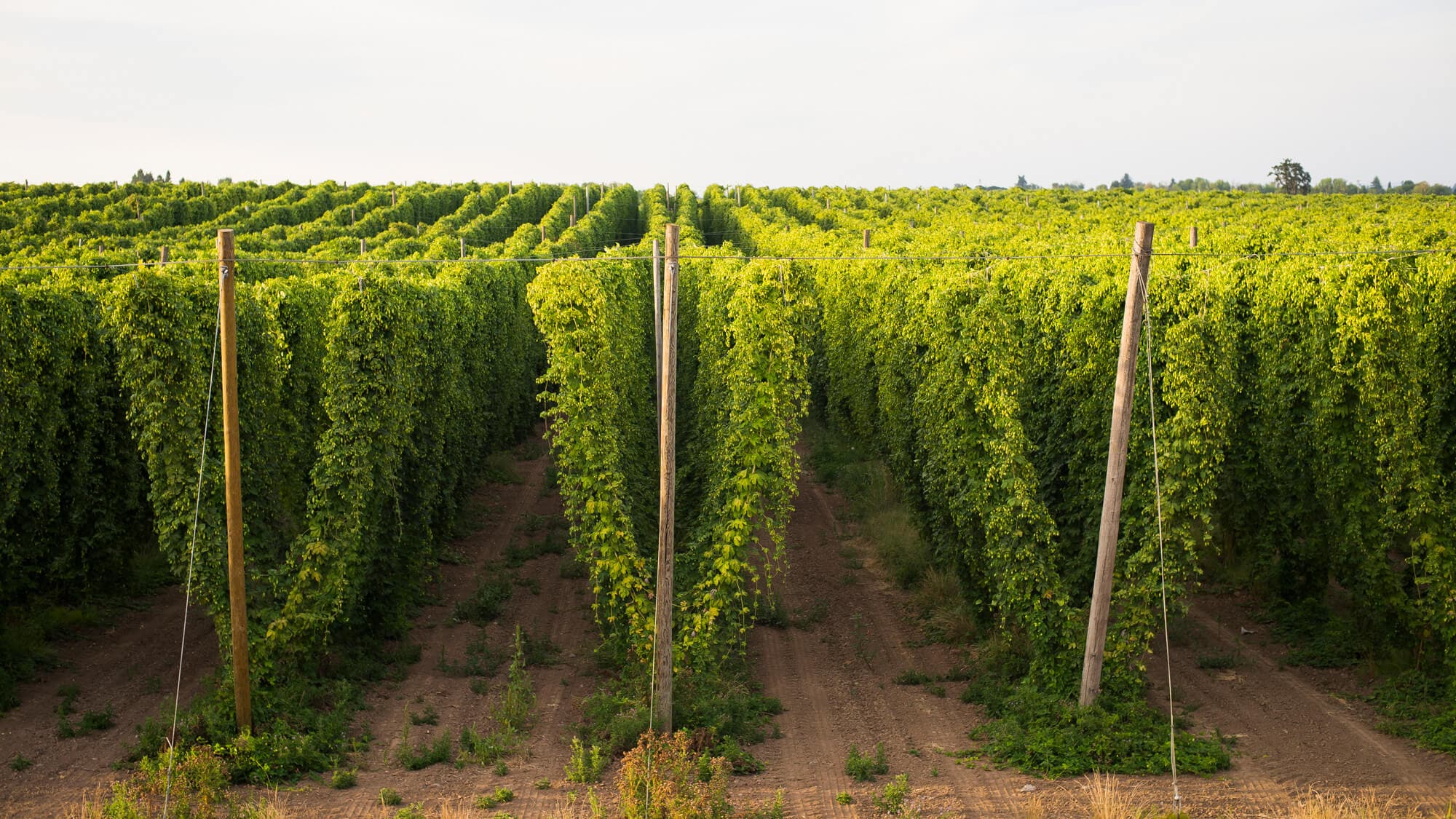 Image of a field of hop bines