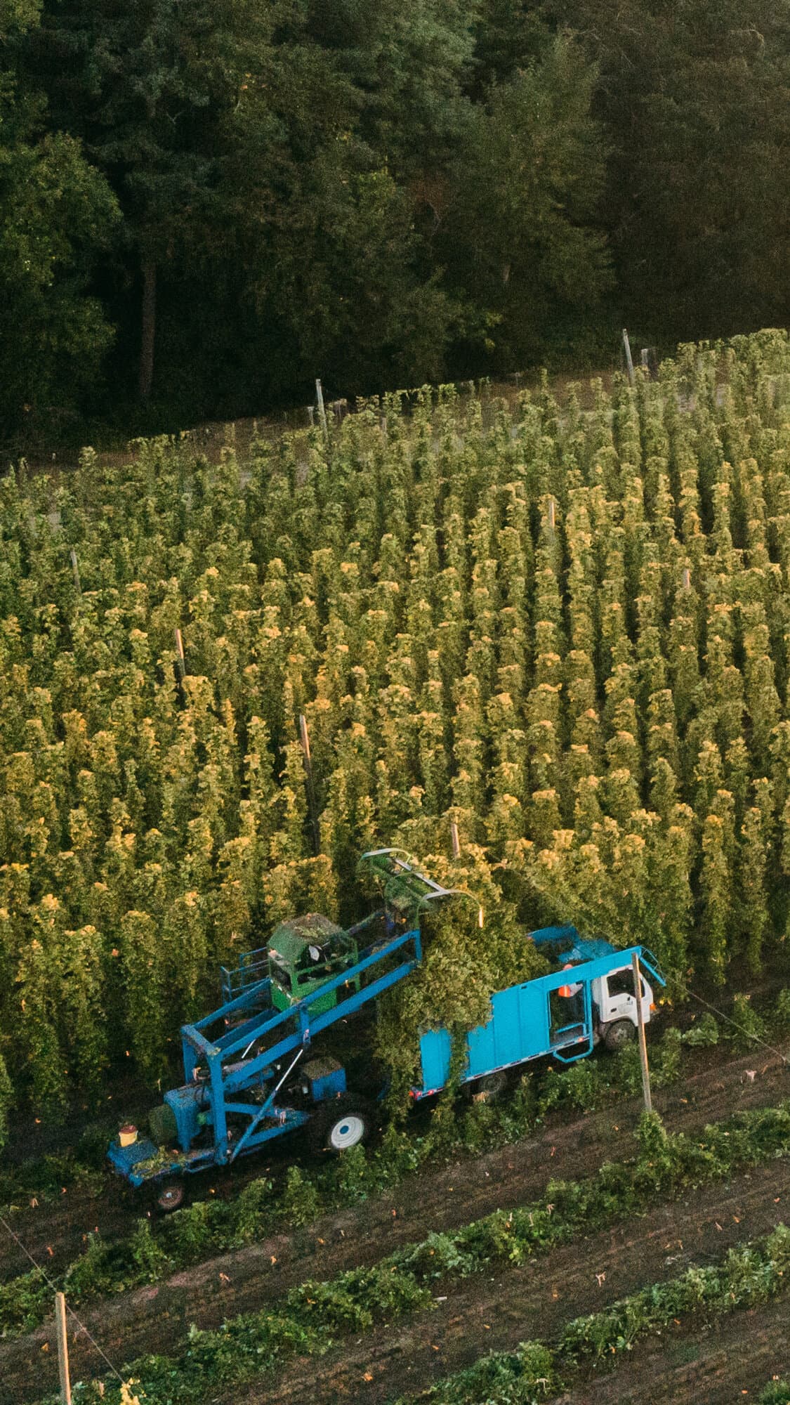 Image of top cutter harvesting hop bines from hop field
