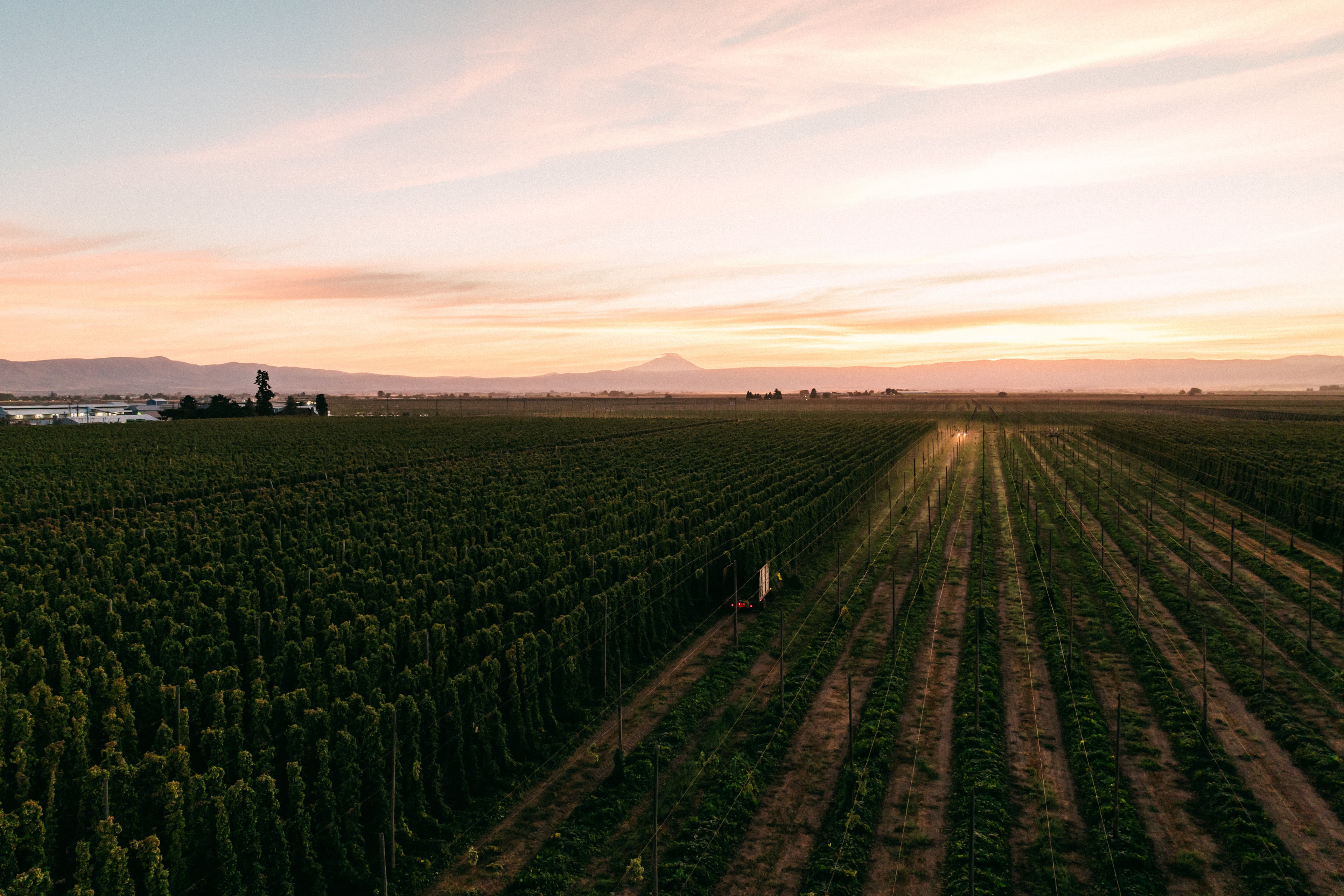 sunset over hop field