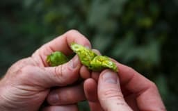 yakima chief ahtanum hops