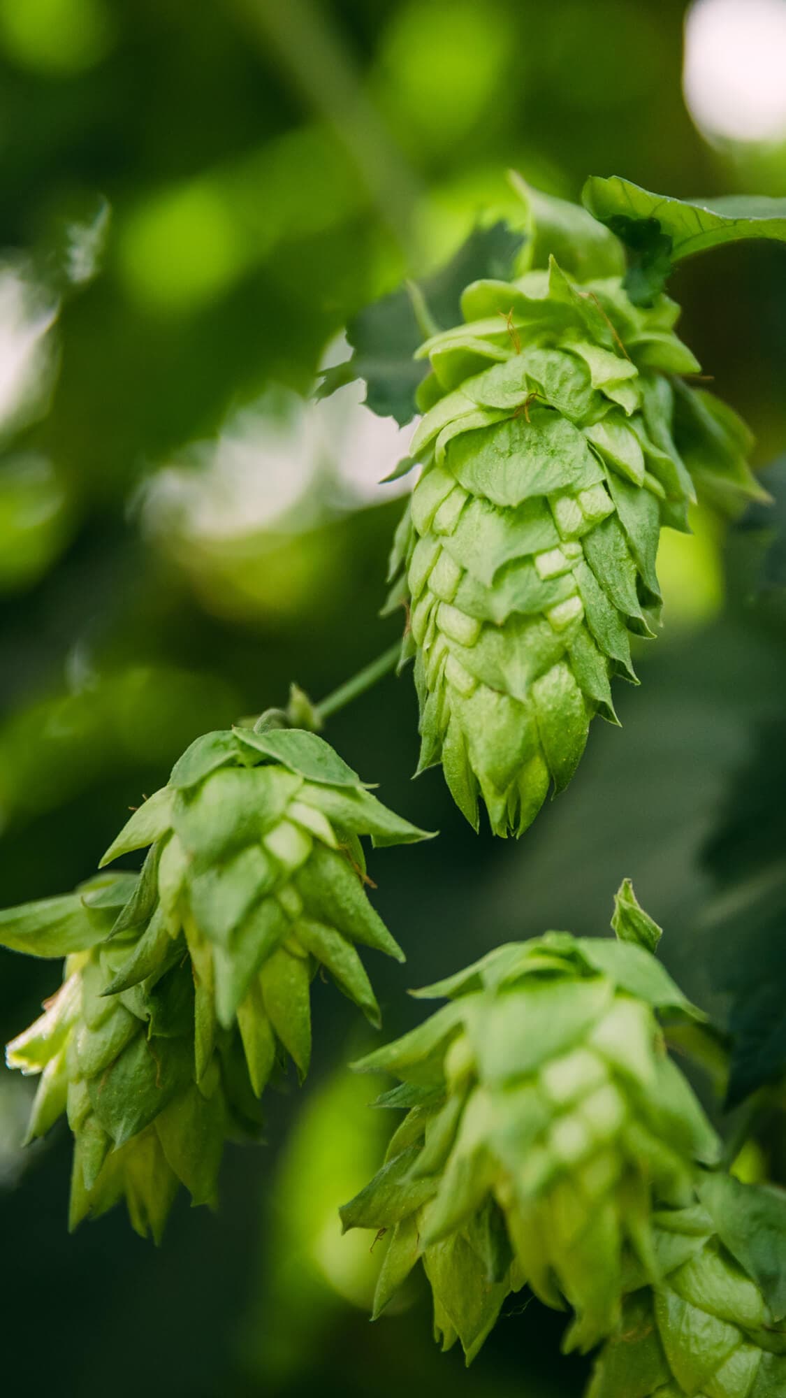 Image of hop cones close up