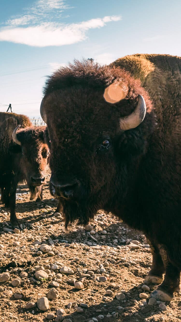 Image of Bison