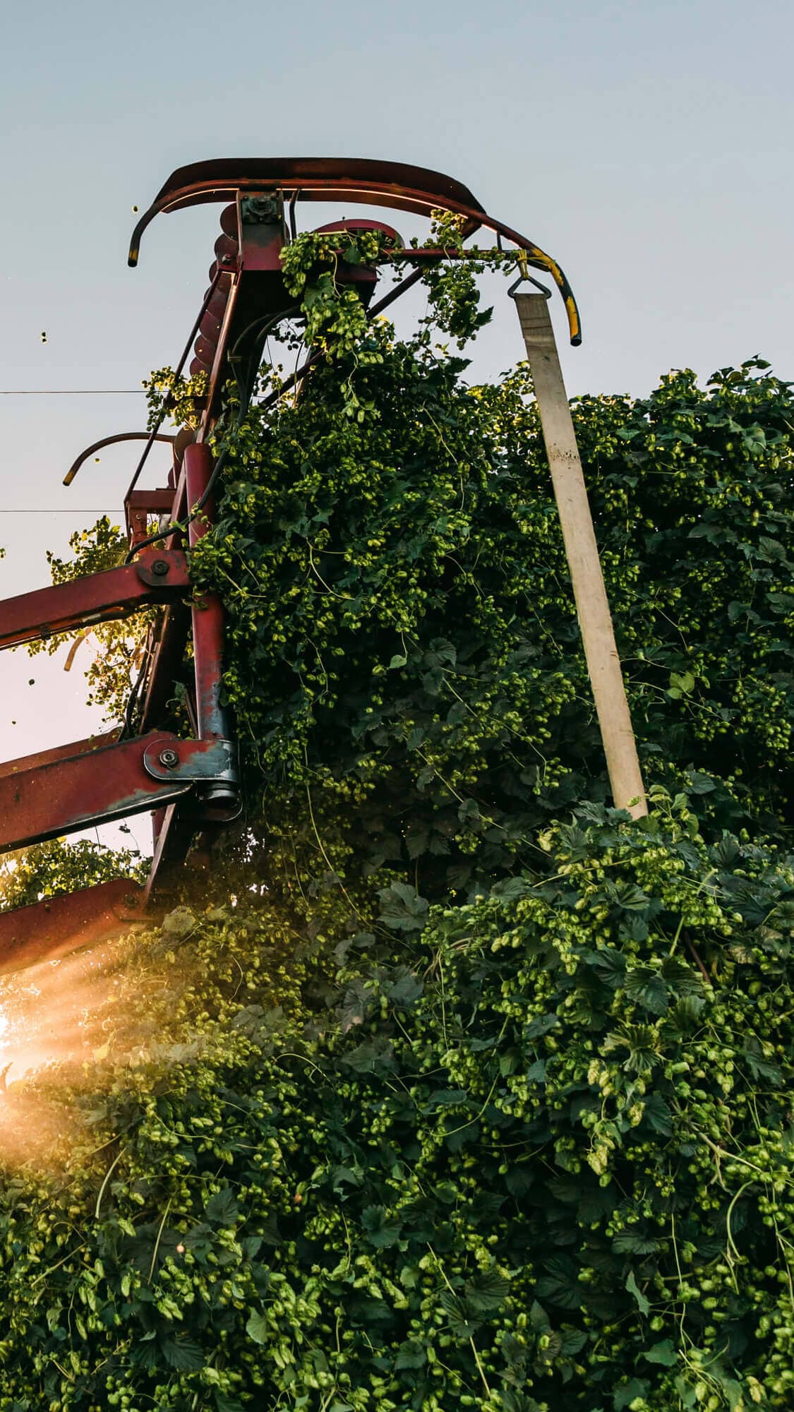 Image of a top cutter harvesting hop bines