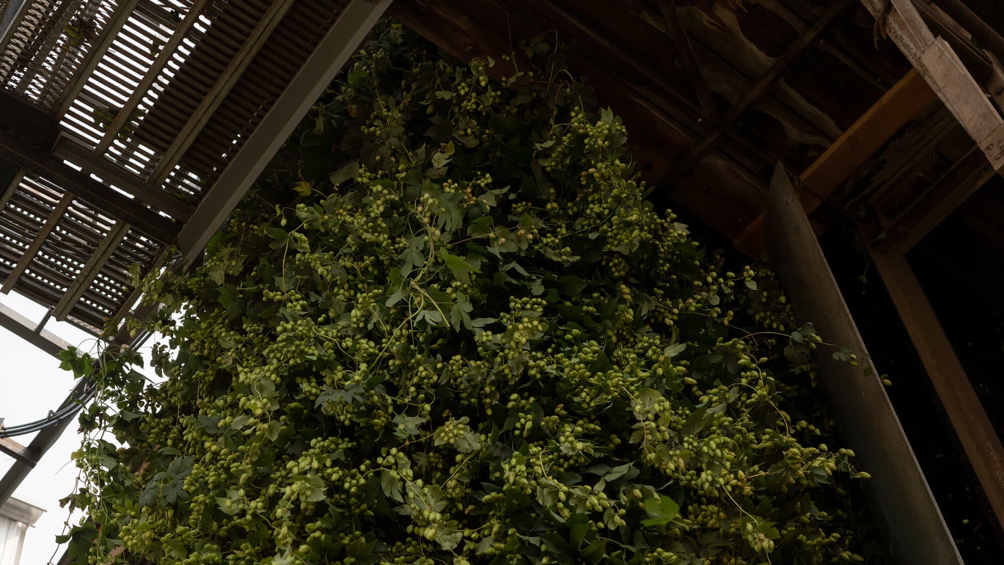 Image of hop bines hanging from picking machine