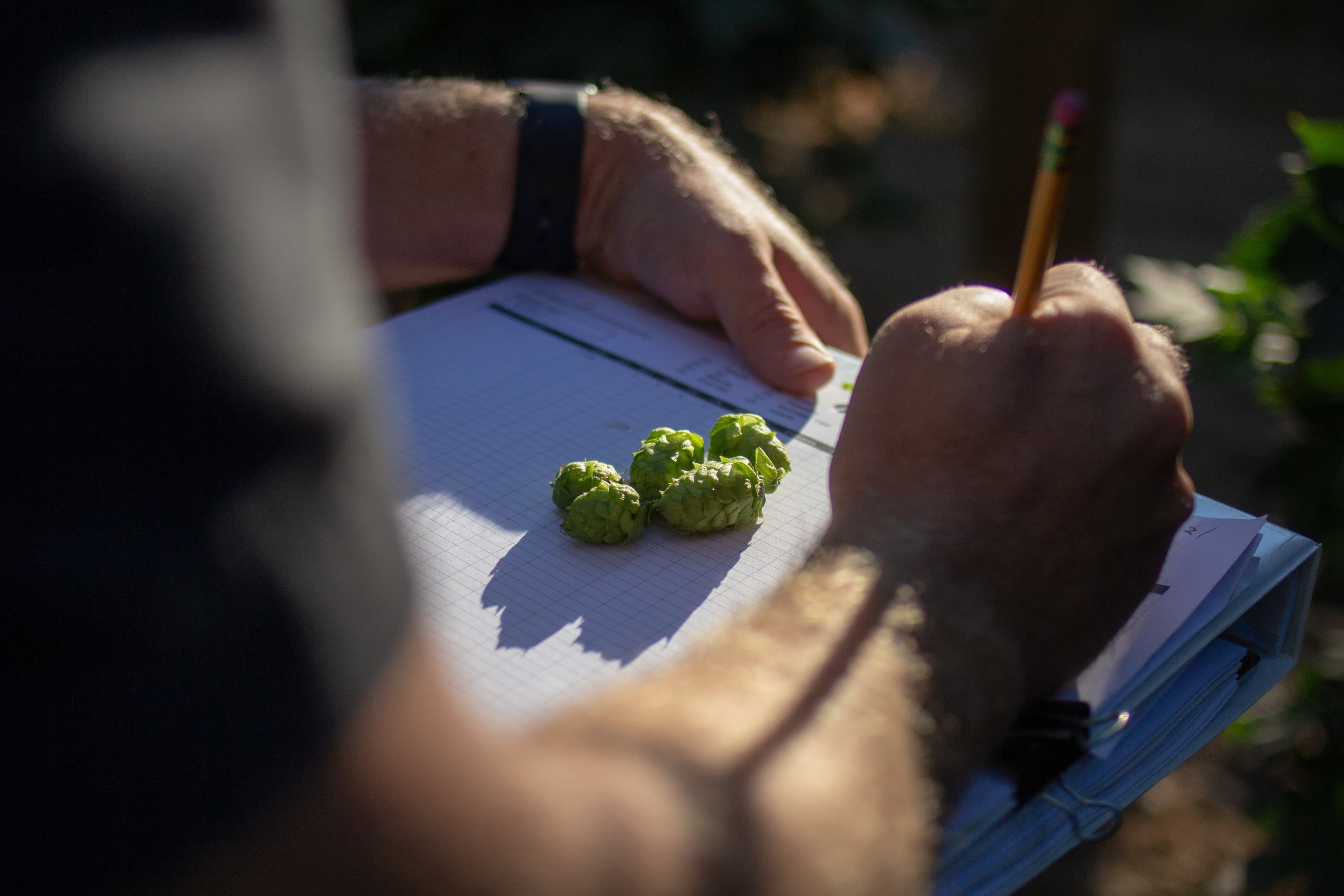 Hand holding pencil to clipboard with four hops sitting on top