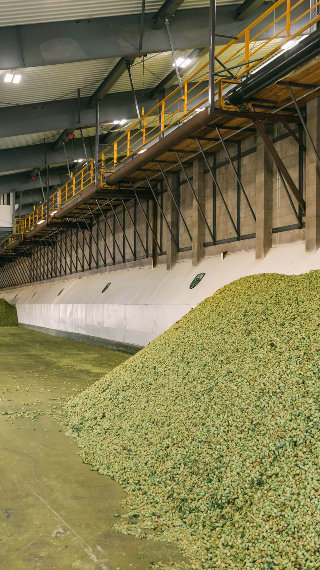 Image of kilned hops being piled in baling room
