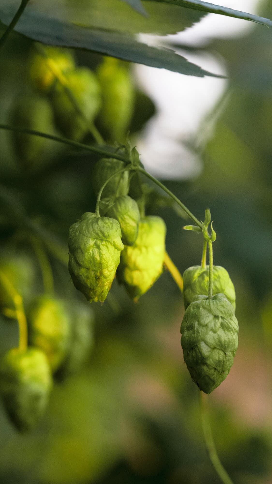 Image of a bottom cutter harvesting hop bines