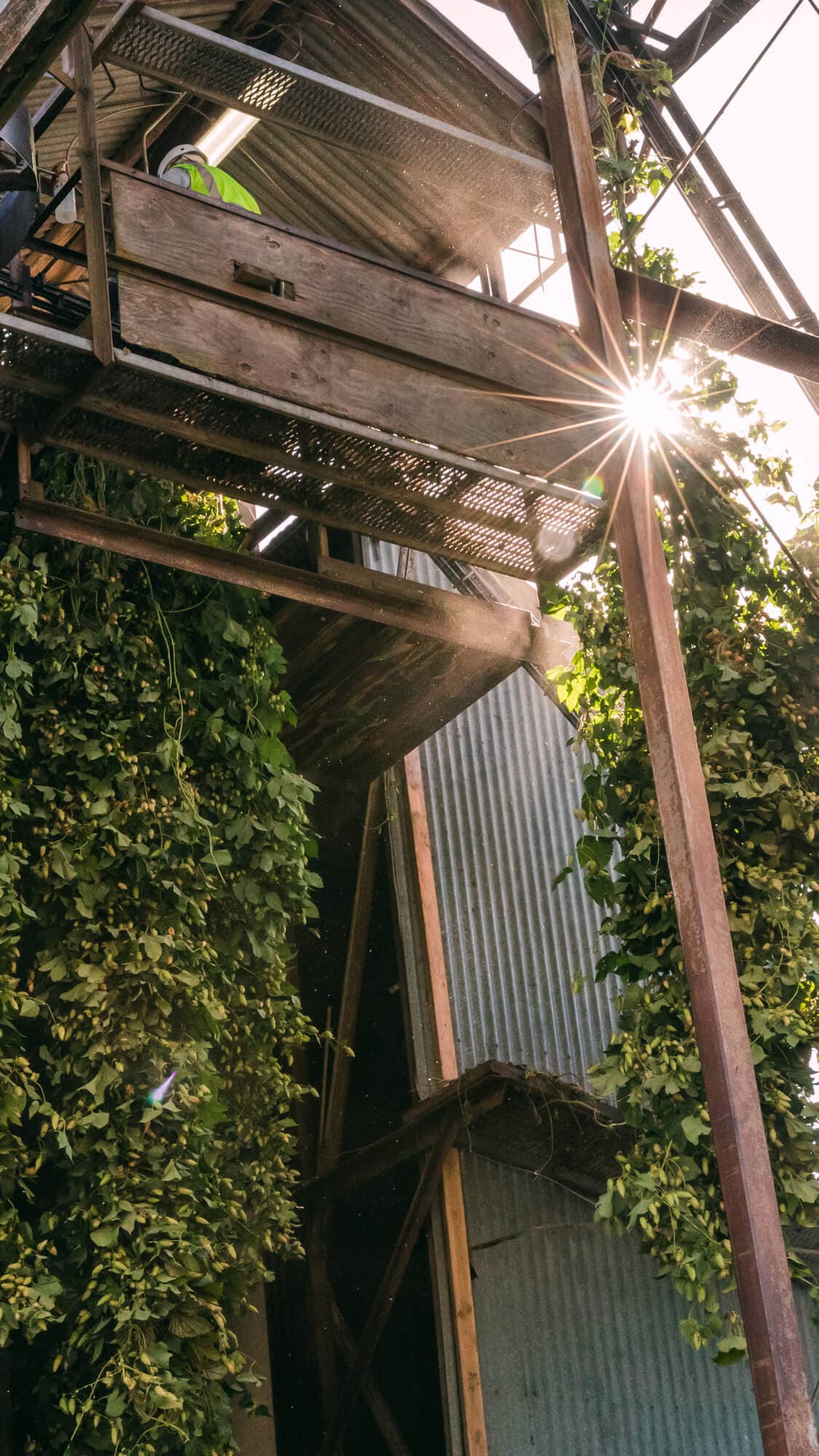 Image of hop bines hanging from a picking machine