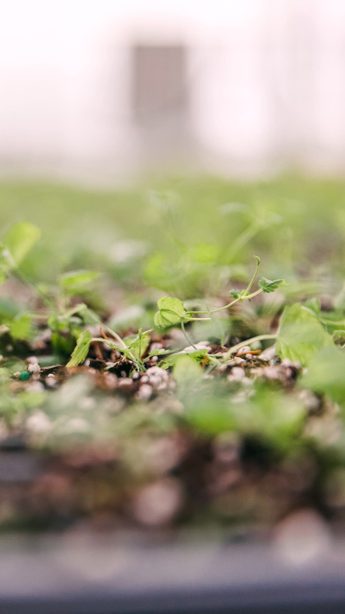 Sprouts of baby hop plants in planters