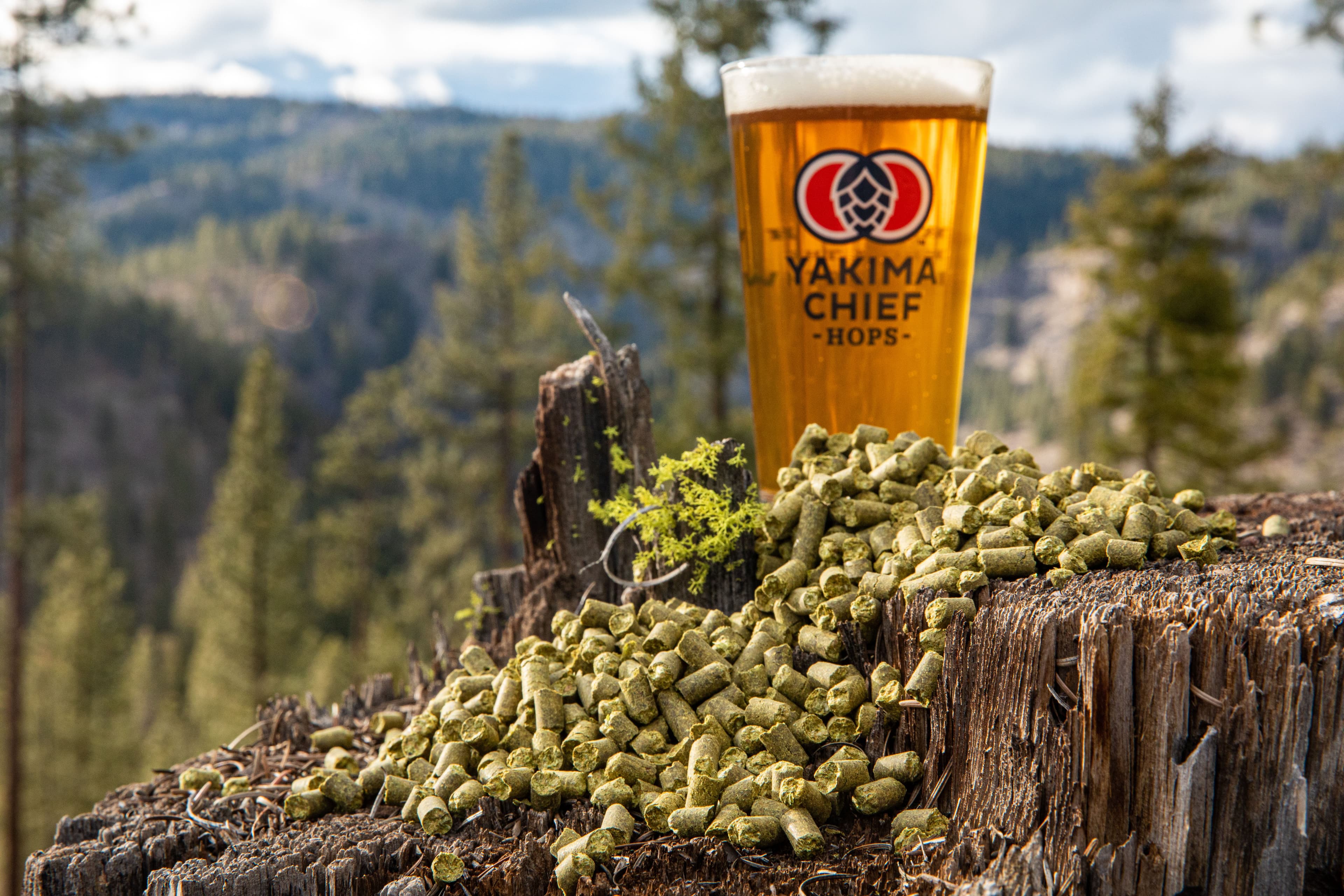 Pint of beer in glass with Yakima Chief Hops logo and scattered pellets on a tree stump at the top of a mountain