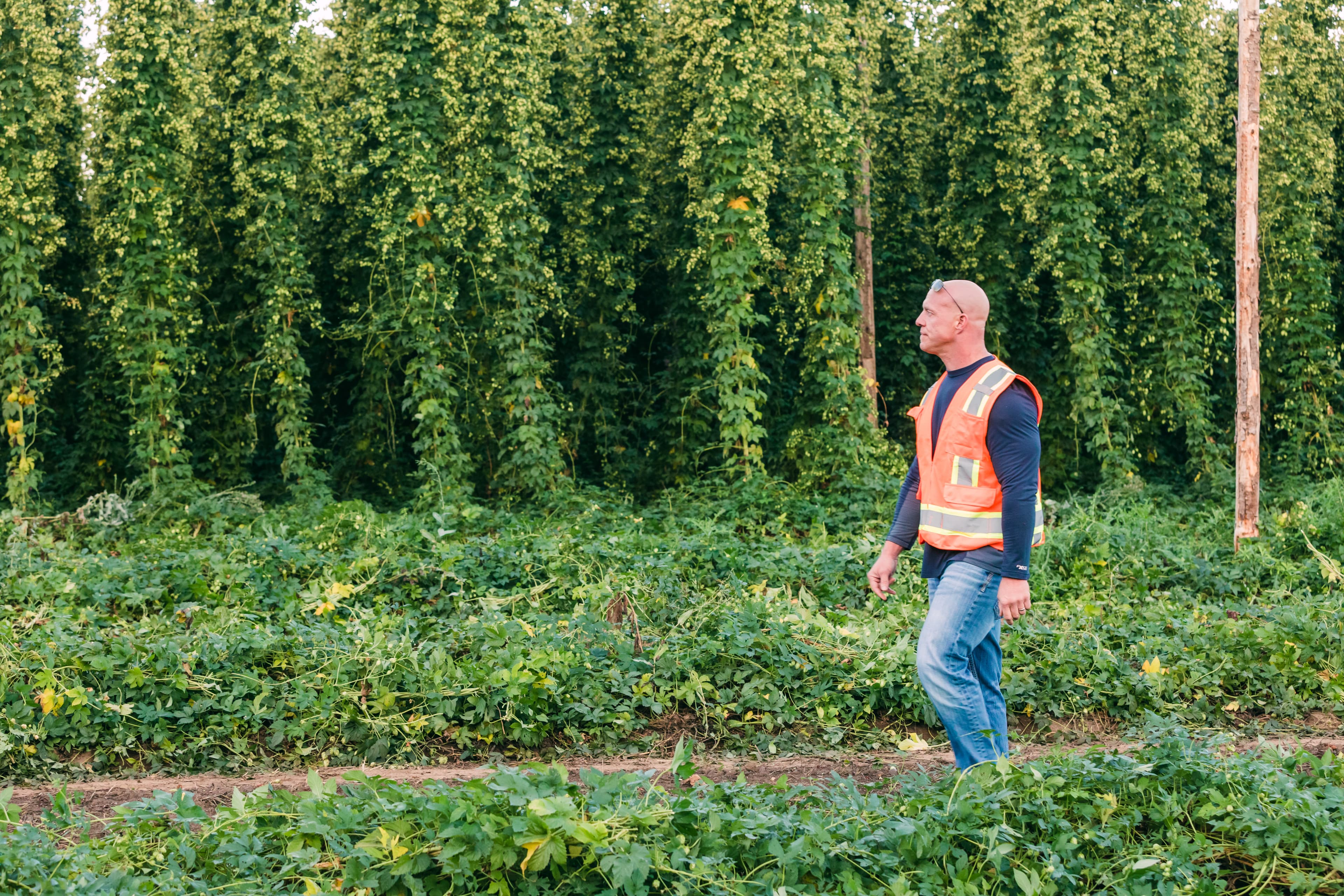 Farmer walking hop field during hop harvest with tall bines in background