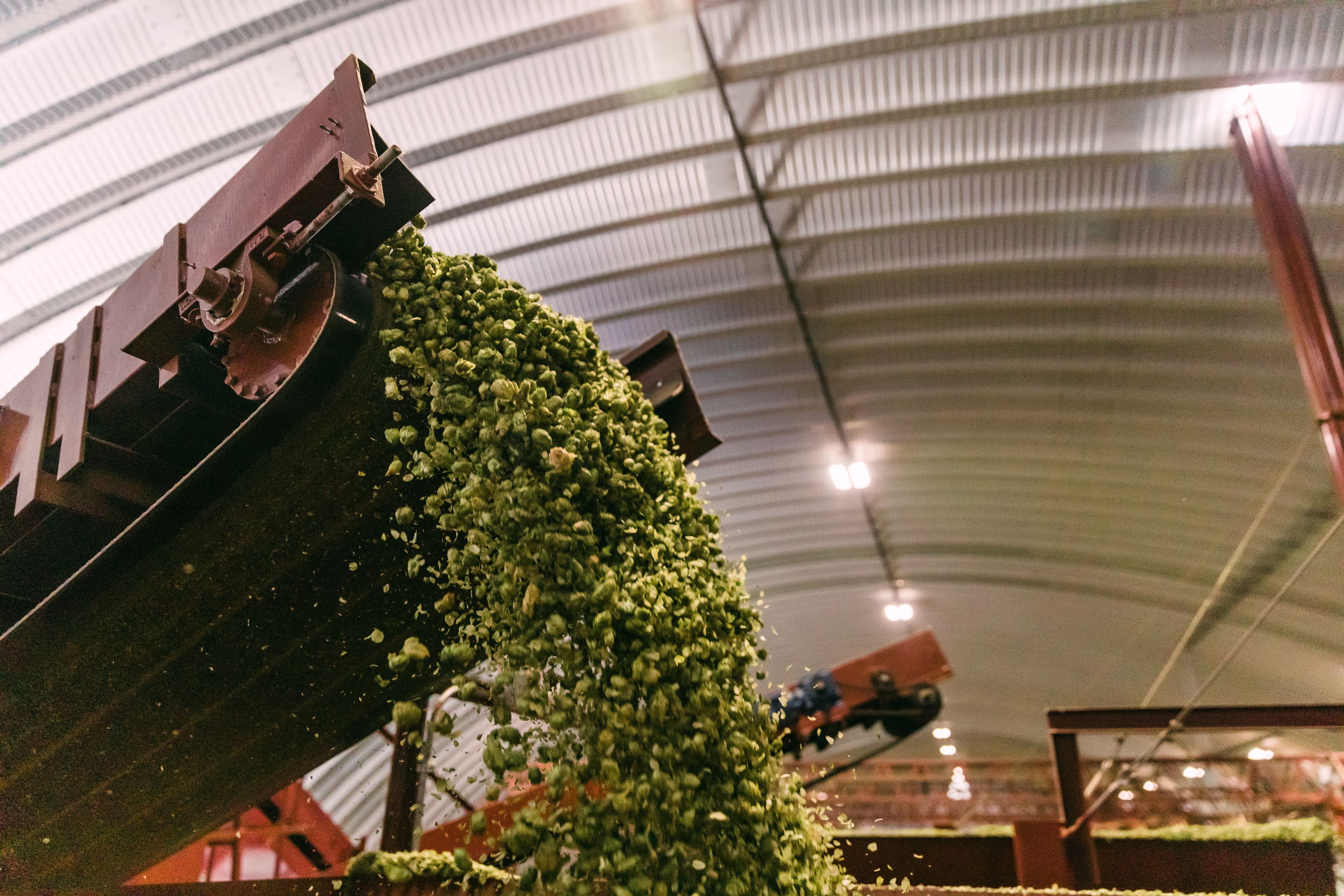 Whole cone hops falling like waterfall from hop belt in picking facility