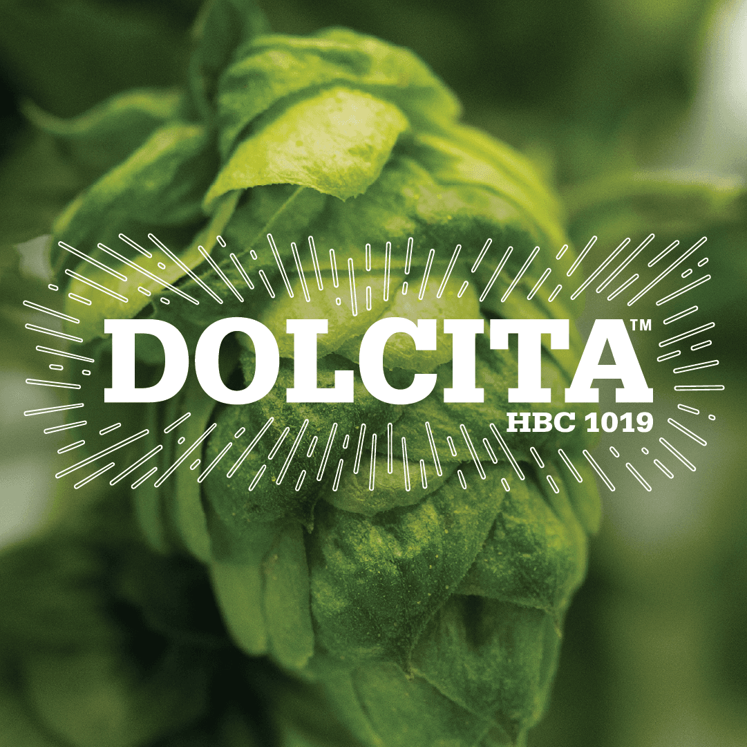 Beer hop cone with Dolcita logo in the center of image