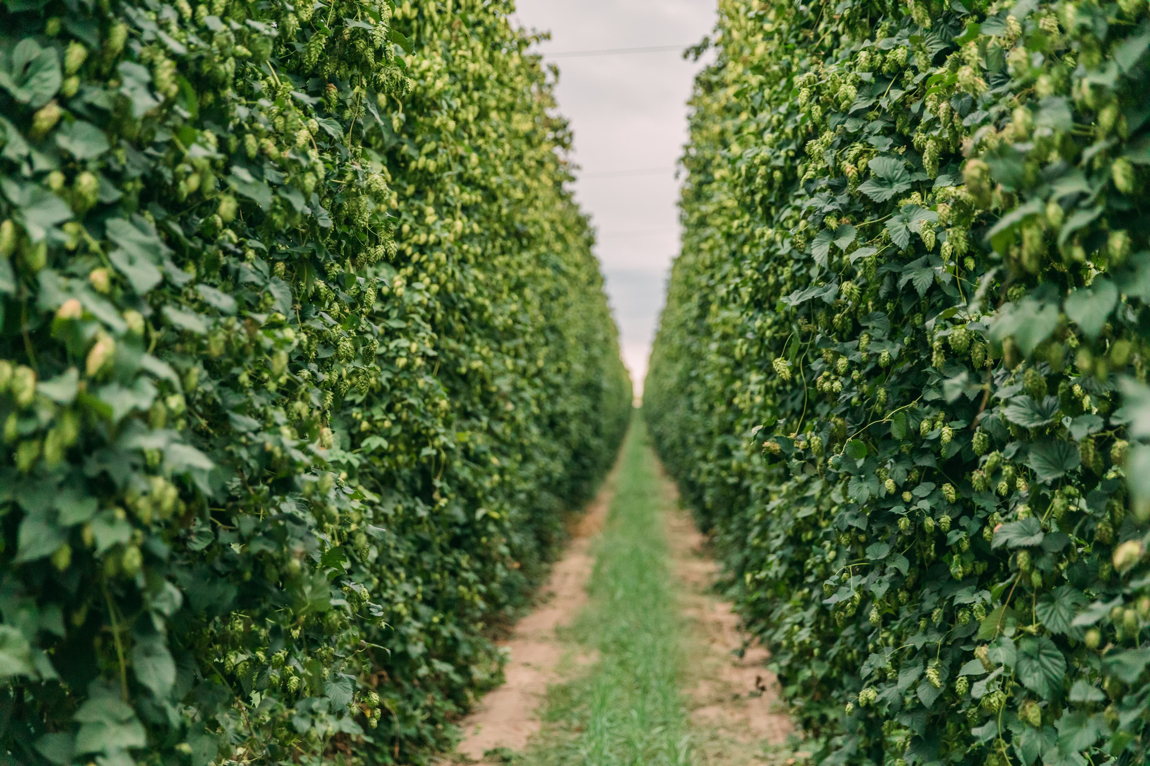 Rows of green hop bines