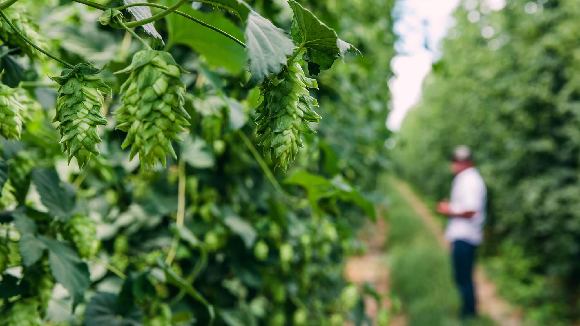 Image of a grower in a row of hop bines
