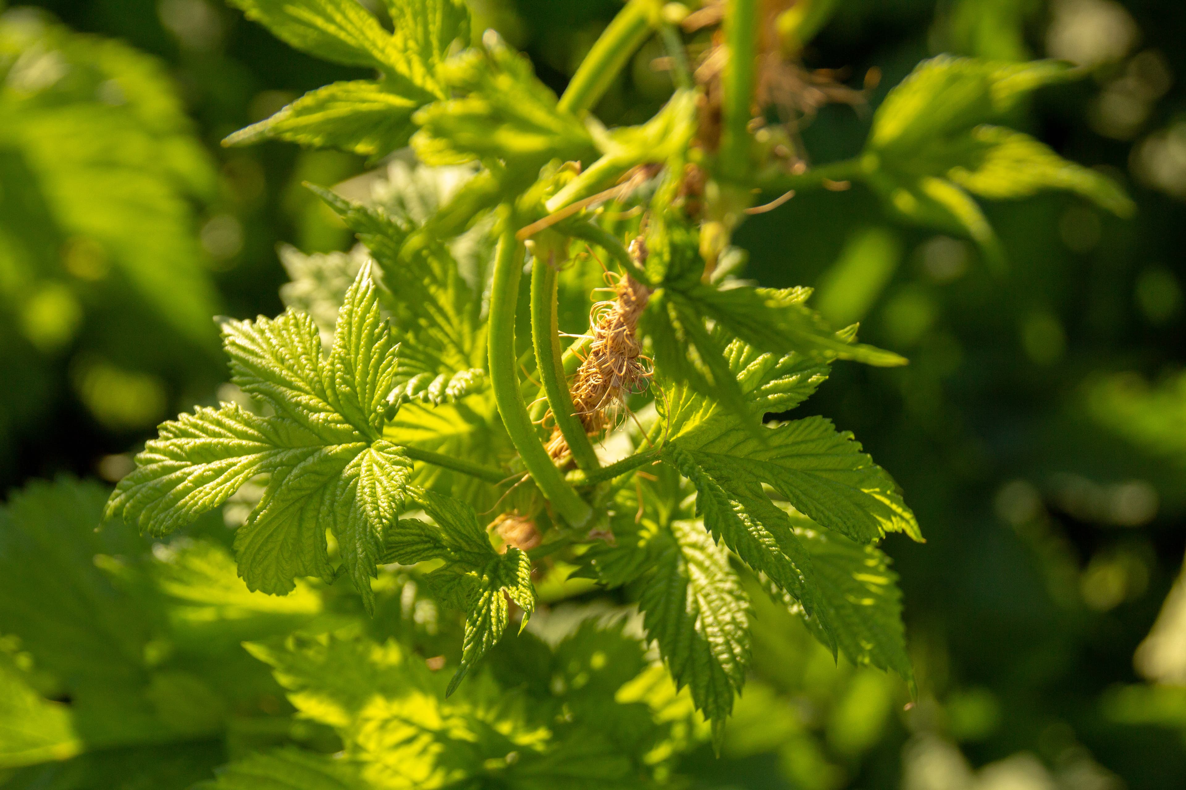 Baby hop plants climbing up twine