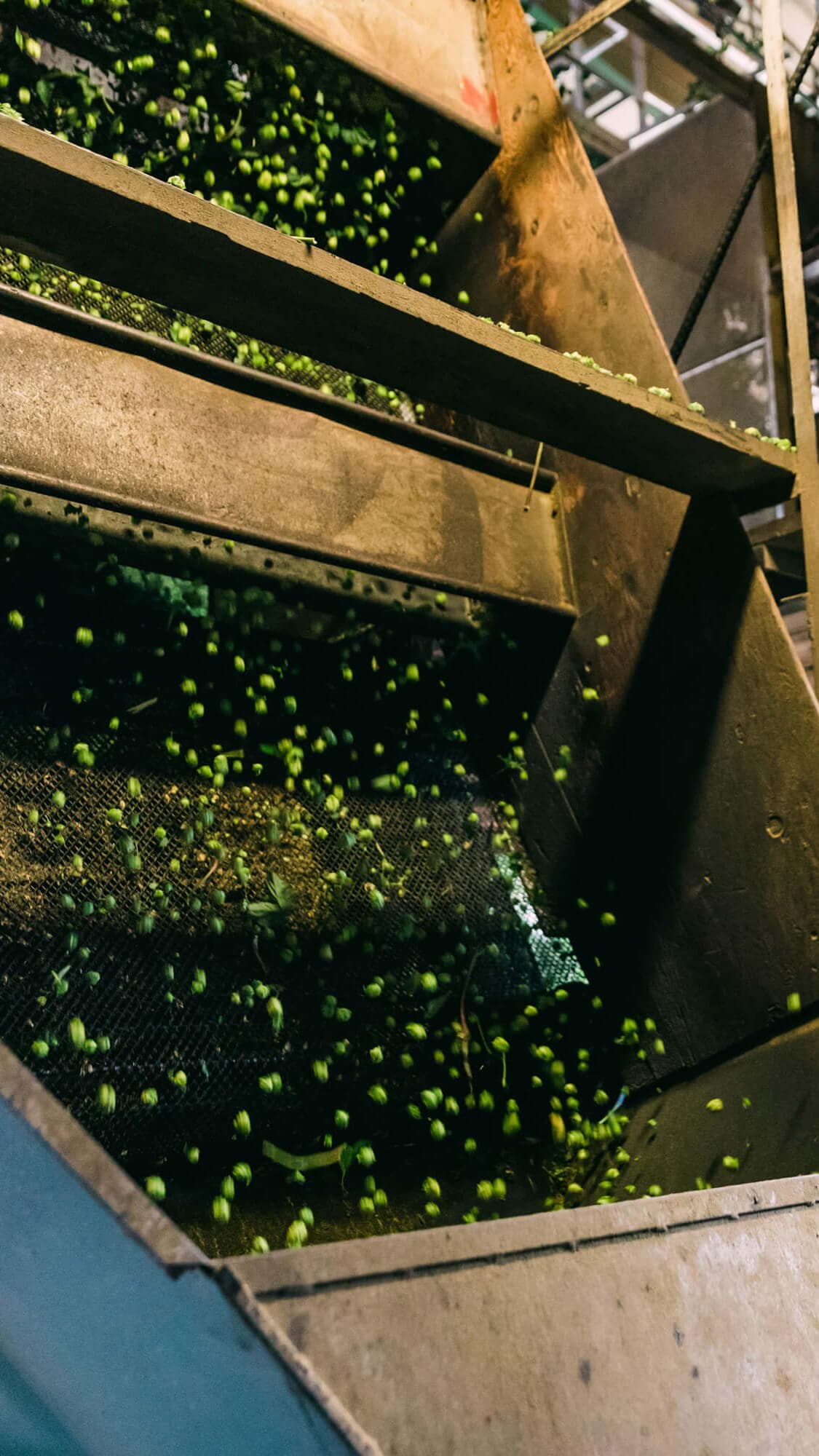 Image of hops cascading down a harvesting machine