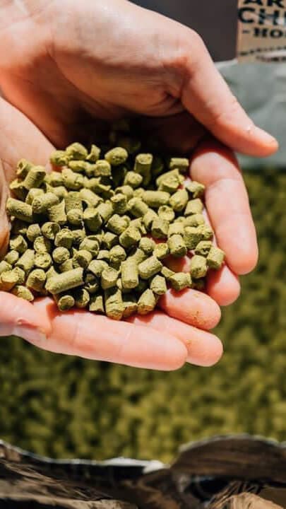 Hands cupping pile of green hop pellets