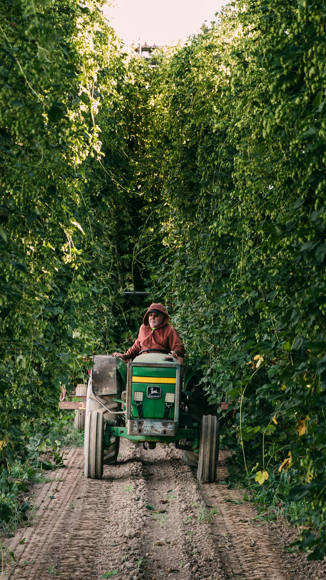 Image of a man riding a tractor in a row of hop bines