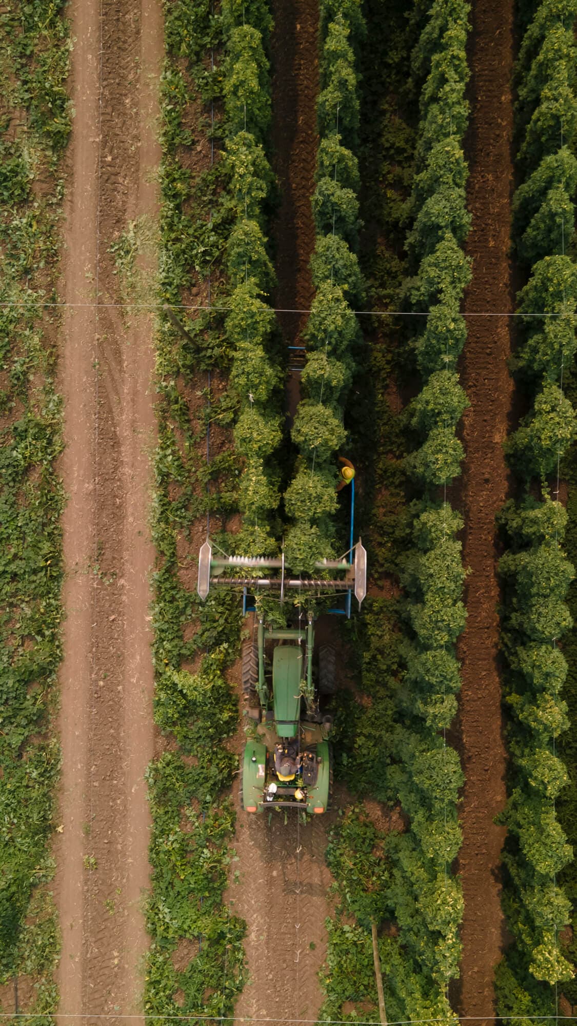 Image of hop truck dropping off hop bines in picking facility
