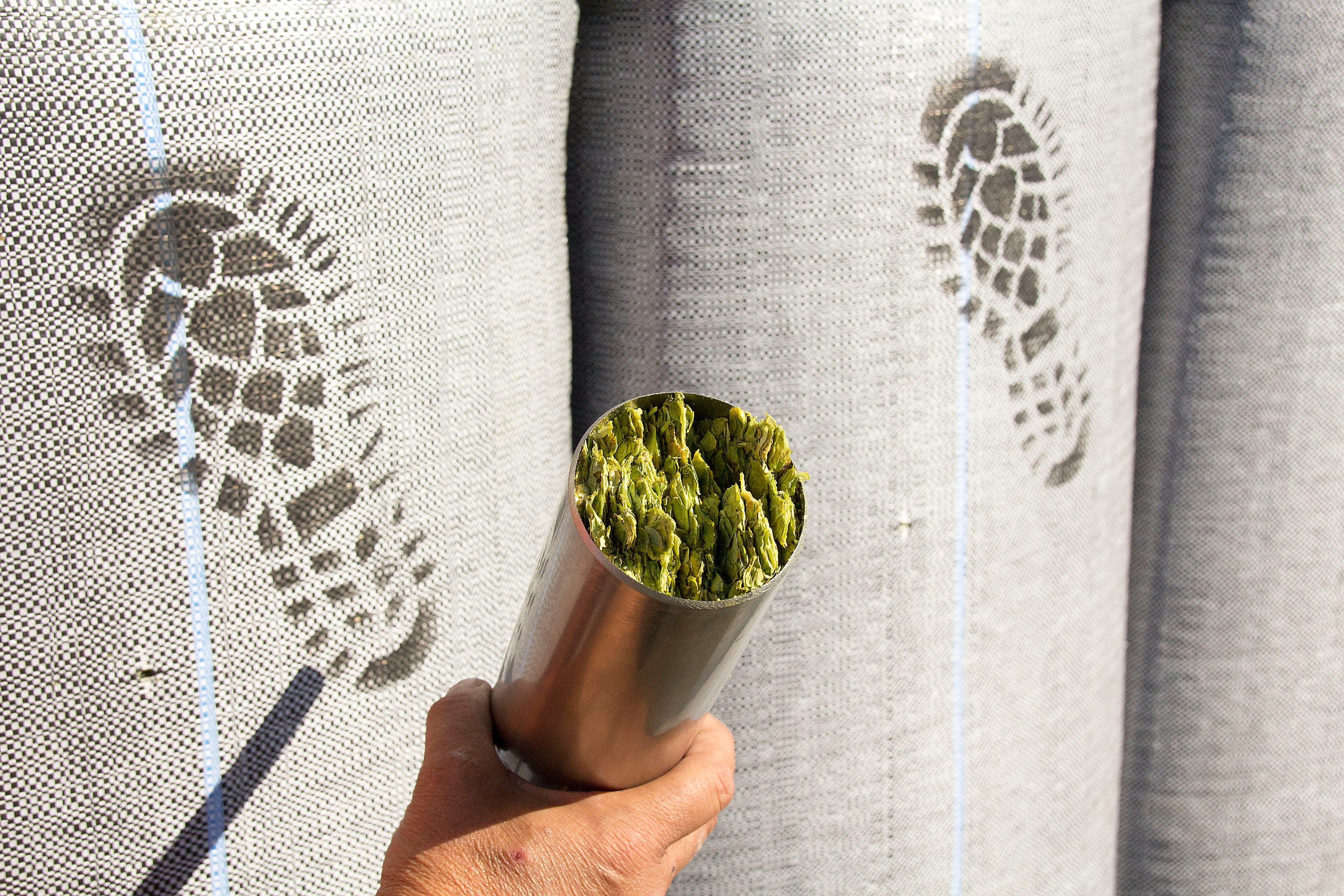 Empreintes sur des balles de houblon