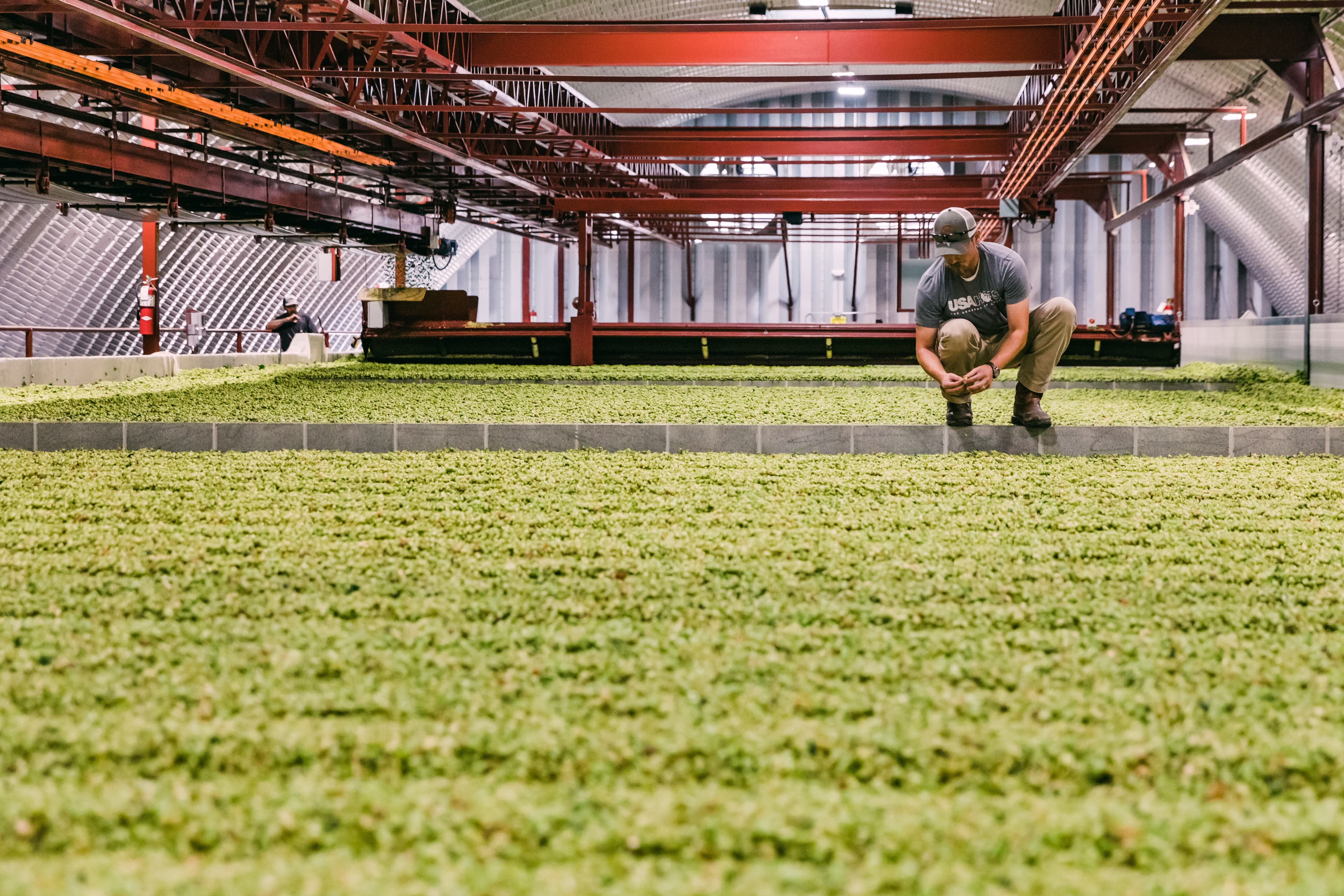 Hop grower inspecting hops in the kiln